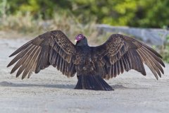 Turkey Vulture, Cathartes aura