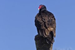 Turkey Vulture, Cathartes aura