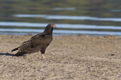 Turkey Vulture, Cathartes aura