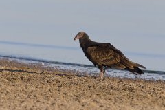 Turkey Vulture, Cathartes aura