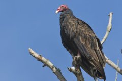 Turkey Vulture, Cathartes aura