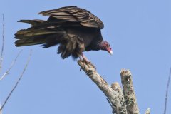 Turkey Vulture, Cathartes aura