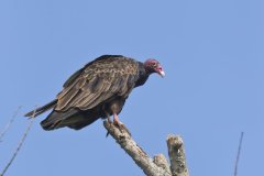 Turkey Vulture, Cathartes aura