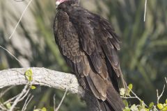 Turkey Vulture, Cathartes aura