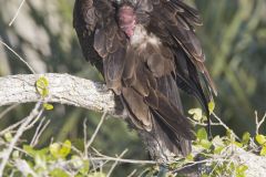 Turkey Vulture, Cathartes aura