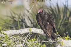 Turkey Vulture, Cathartes aura