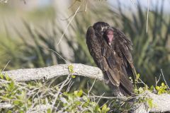 Turkey Vulture, Cathartes aura