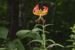 Turk's-cap Lily, Lilium superbum