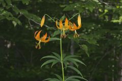 Turk's-cap Lily, Lilium superbum