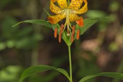 Turk's-cap Lily, Lilium superbum