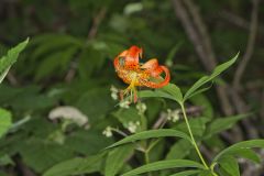 Turk's-cap Lily, Lilium superbum