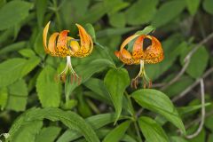 Turk's-cap Lily, Lilium superbum