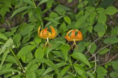 Turk's-cap Lily, Lilium superbum