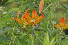 Turk's-cap Lily, Lilium superbum