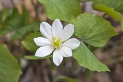 Twinleaf, Jeffersonia diphylla