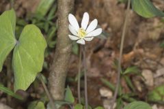 Twinleaf, Jeffersonia diphylla