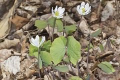 Twinleaf, Jeffersonia diphylla