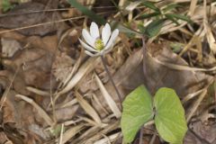 Twinleaf, Jeffersonia diphylla