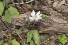 Twinleaf, Jeffersonia diphylla