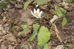 Twinleaf, Jeffersonia diphylla