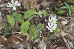 Twinleaf, Jeffersonia diphylla