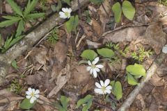 Twinleaf, Jeffersonia diphylla