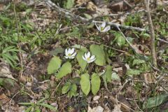 Twinleaf, Jeffersonia diphylla