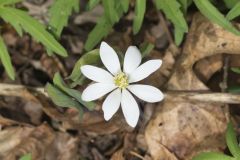 Twinleaf, Jeffersonia diphylla