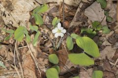 Twinleaf, Jeffersonia diphylla