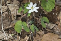 Twinleaf, Jeffersonia diphylla