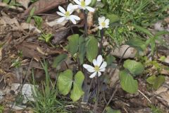 Twinleaf, Jeffersonia diphylla