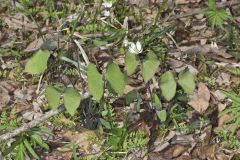 Twinleaf, Jeffersonia diphylla