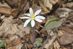 Twinleaf, Jeffersonia diphylla