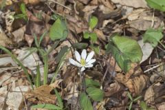 Twinleaf, Jeffersonia diphylla