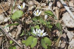 Twinleaf, Jeffersonia diphylla