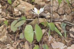 Twinleaf, Jeffersonia diphylla