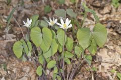 Twinleaf, Jeffersonia diphylla