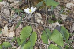 Twinleaf, Jeffersonia diphylla