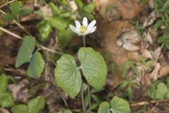 Twinleaf, Jeffersonia diphylla