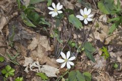 Twinleaf, Jeffersonia diphylla