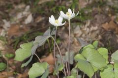 Twinleaf, Jeffersonia diphylla