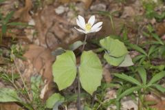 Twinleaf, Jeffersonia diphylla