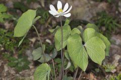 Twinleaf, Jeffersonia diphylla