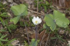 Twinleaf, Jeffersonia diphylla