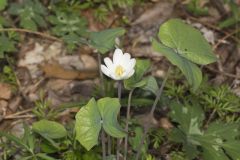 Twinleaf, Jeffersonia diphylla