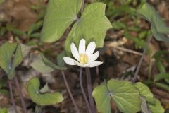 Twinleaf, Jeffersonia diphylla