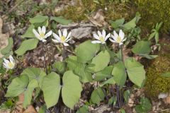 Twinleaf, Jeffersonia diphylla