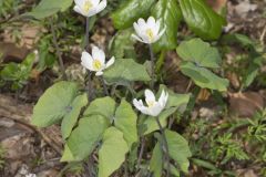 Twinleaf, Jeffersonia diphylla