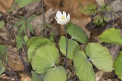 Twinleaf, Jeffersonia diphylla