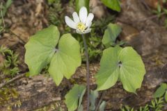 Twinleaf, Jeffersonia diphylla